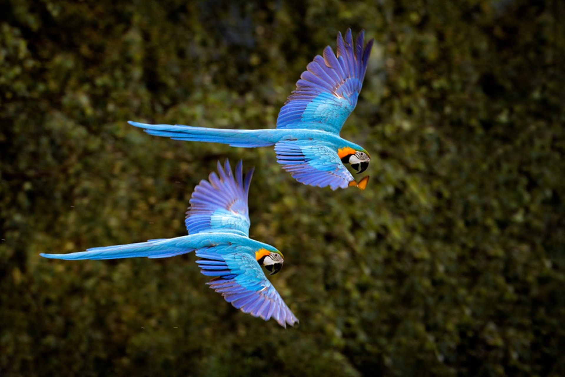 MacawparrotinflightPantanalBrazil - south america
