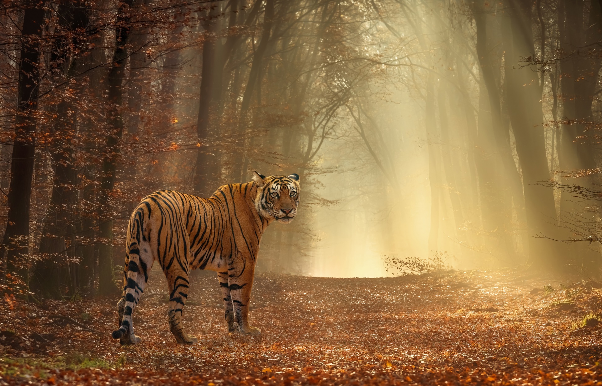 Bengal Tiger_