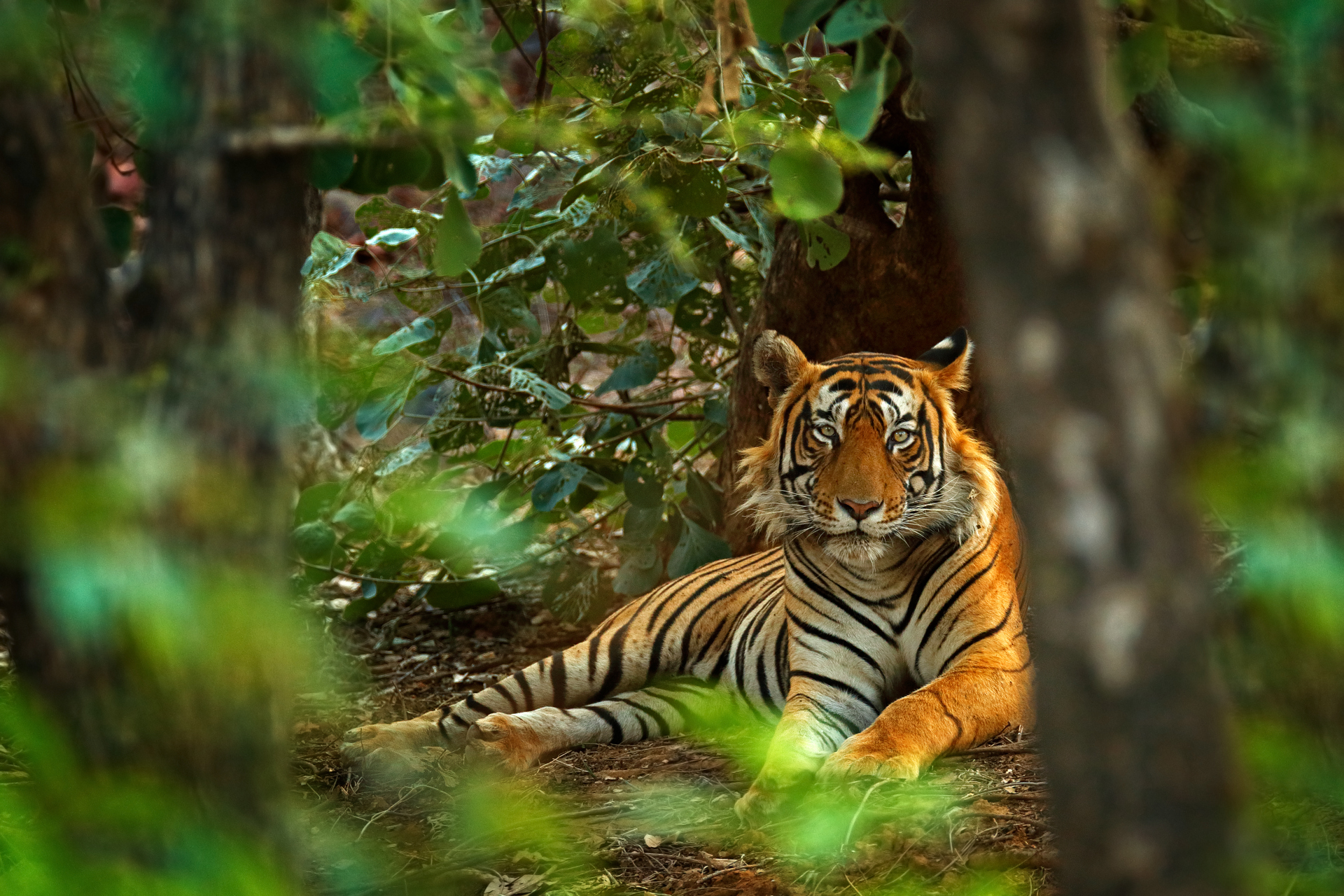 Bengal tiger