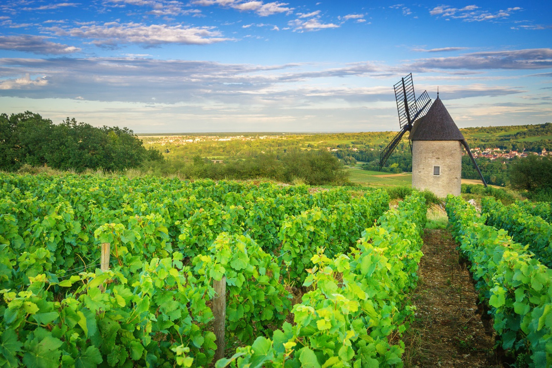 France_Burgundy Vineyard and Windmill near Santenay
