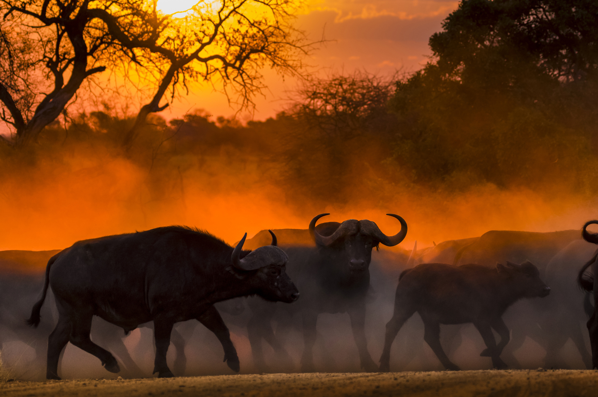 African Safari Cape Buffalo Sunset Kruger National Park South Africa