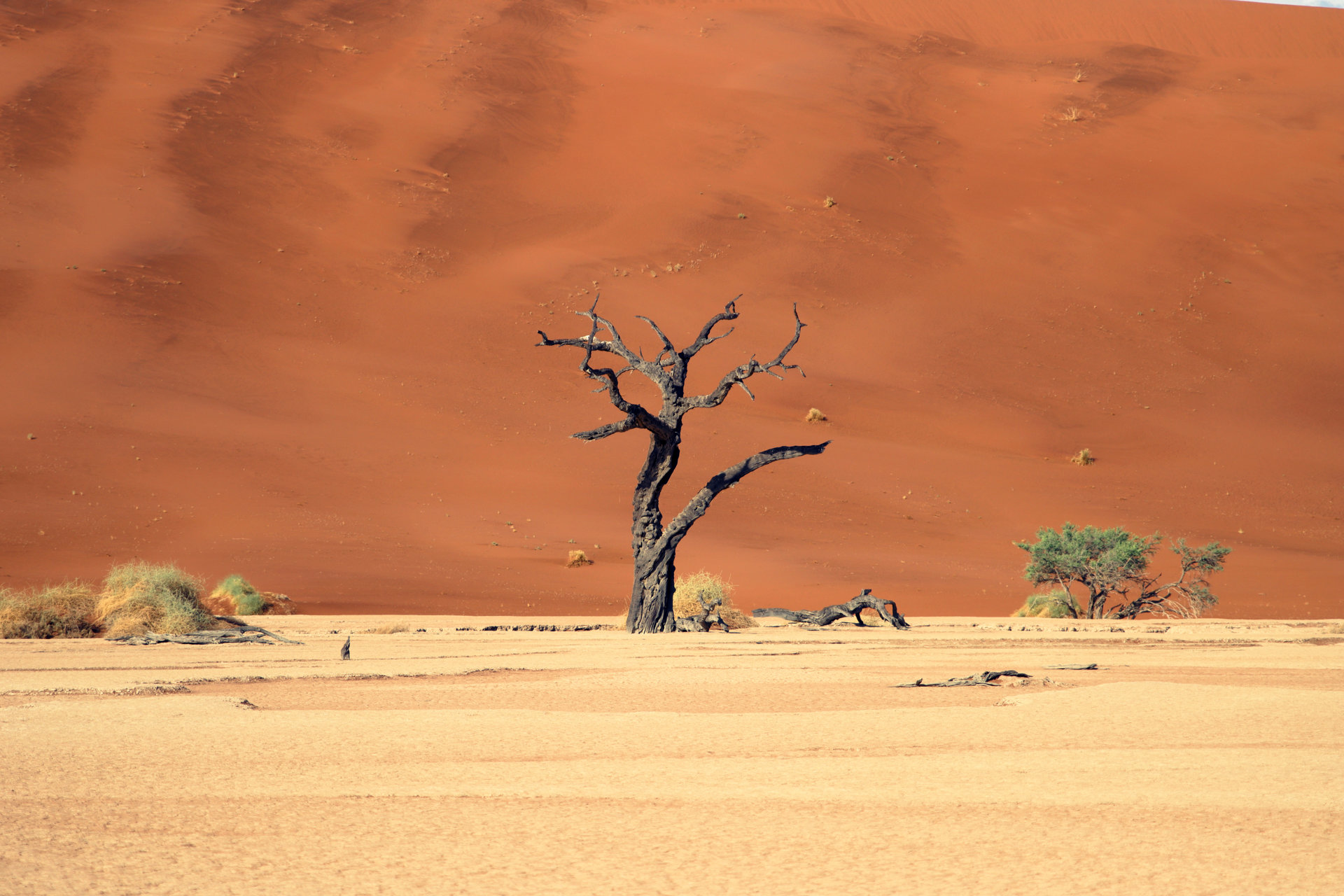 Dead trees in Namibia Sossuvlei -africa