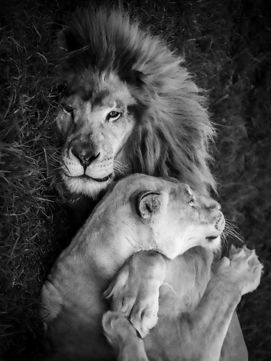 gamilia taksidia - Σαφάρι