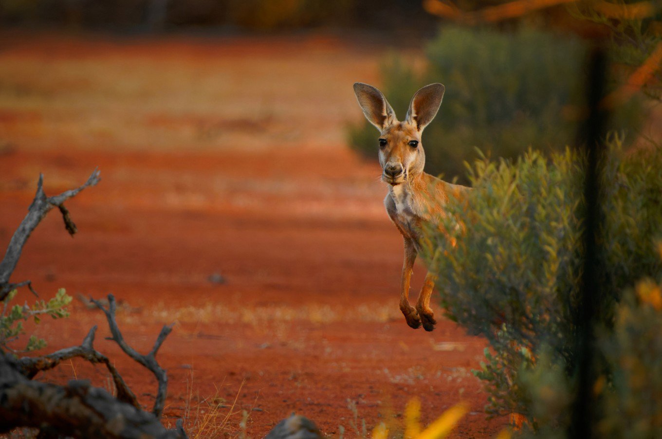 Ωκεανία-Ειρηνικός