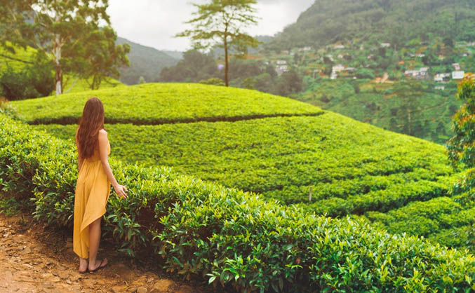 Τσάι Κεϋλάνης 	