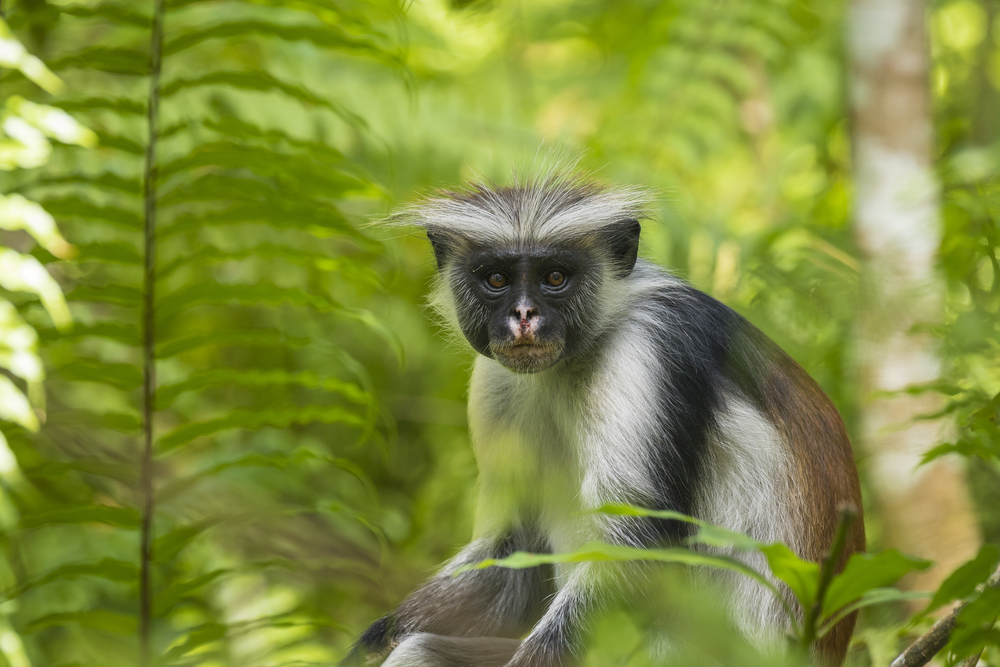 Εθνικό Πάρκο Jozani