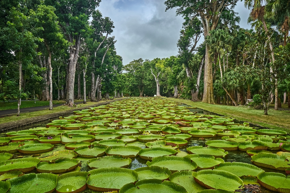 Ο Βοτανικός Κήπος Pamplemousses