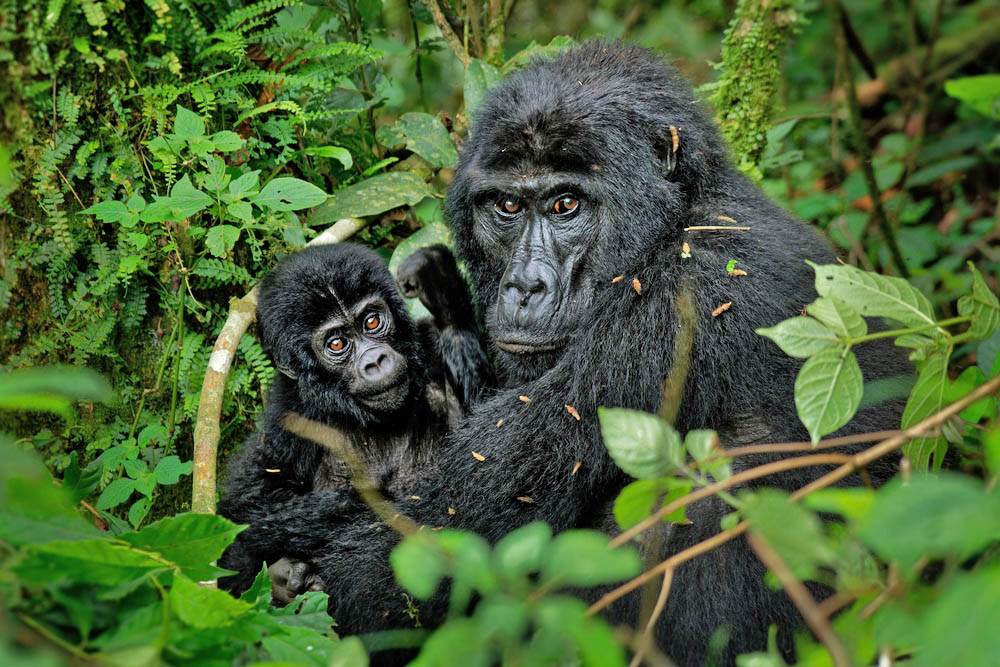 Εθνικό Πάρκο Ηφαιστείων 