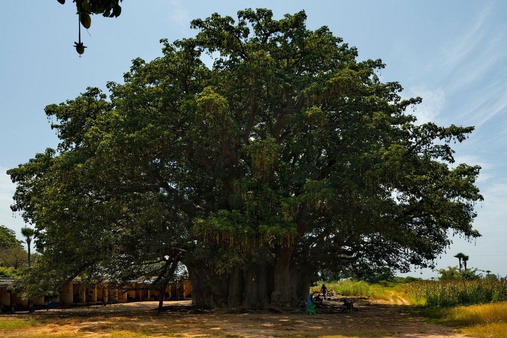 Το ιερό δέντρο του Φαντιάλ