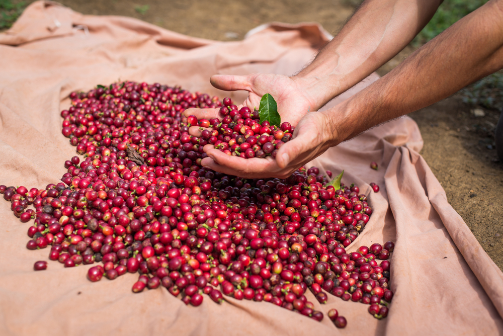 Φυτείες καφέ 
