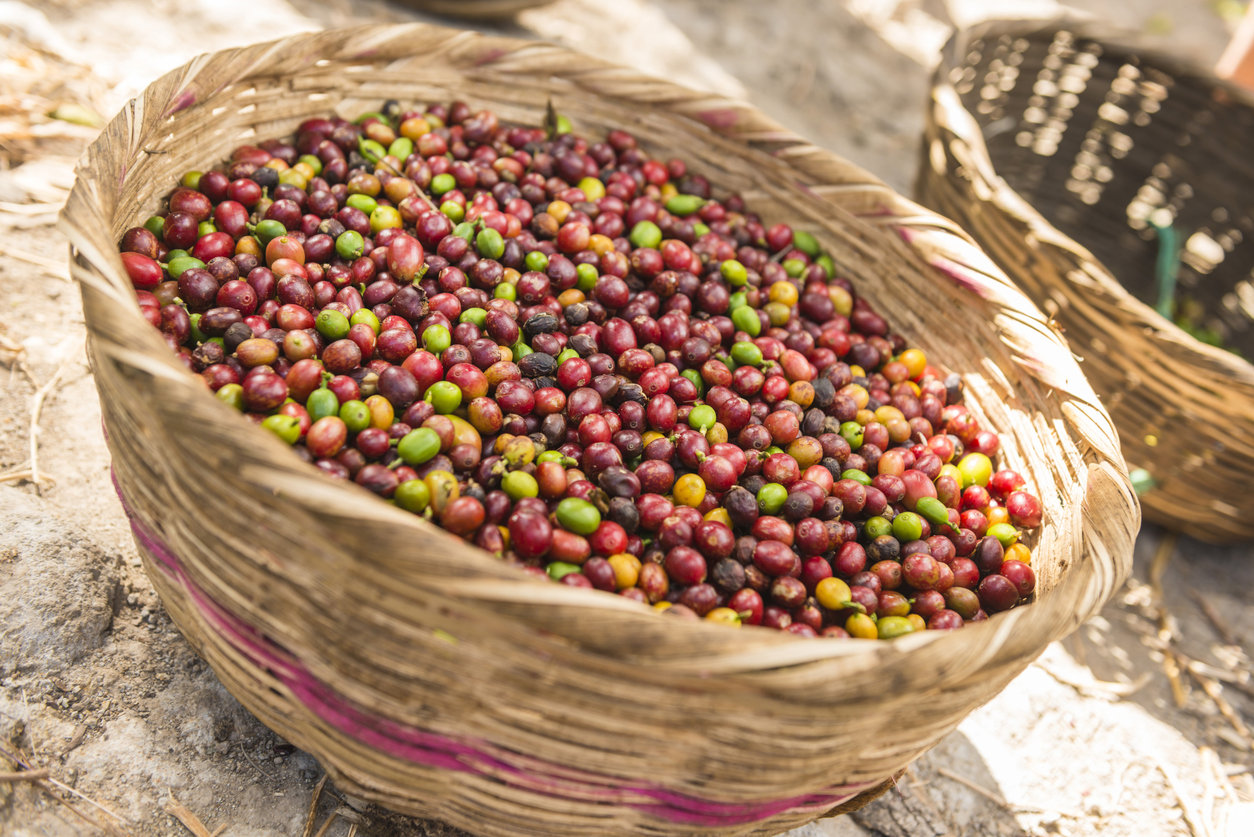 Φυτείες καφέ 