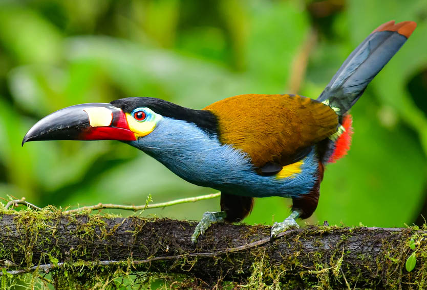 Ζούγκλα Μίντο