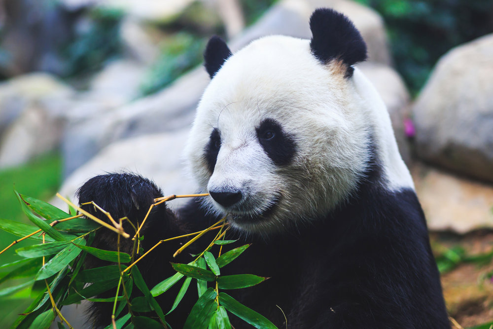 Κέντρο Προστασίας Πάντα