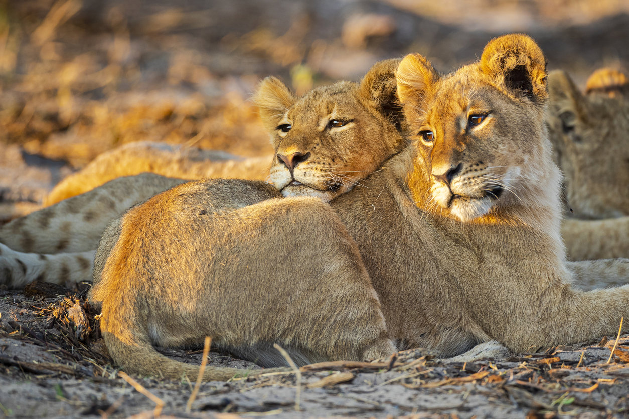 Νότια Κοιλάδα Ζαμβέζη