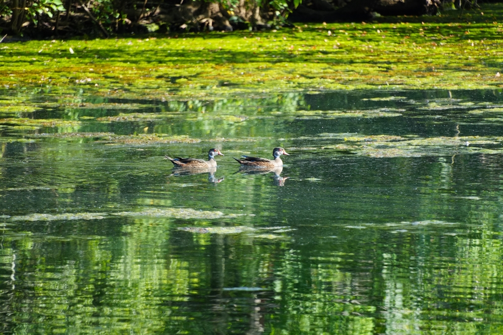 Οι βάλτοι της Λουιζιάνα 