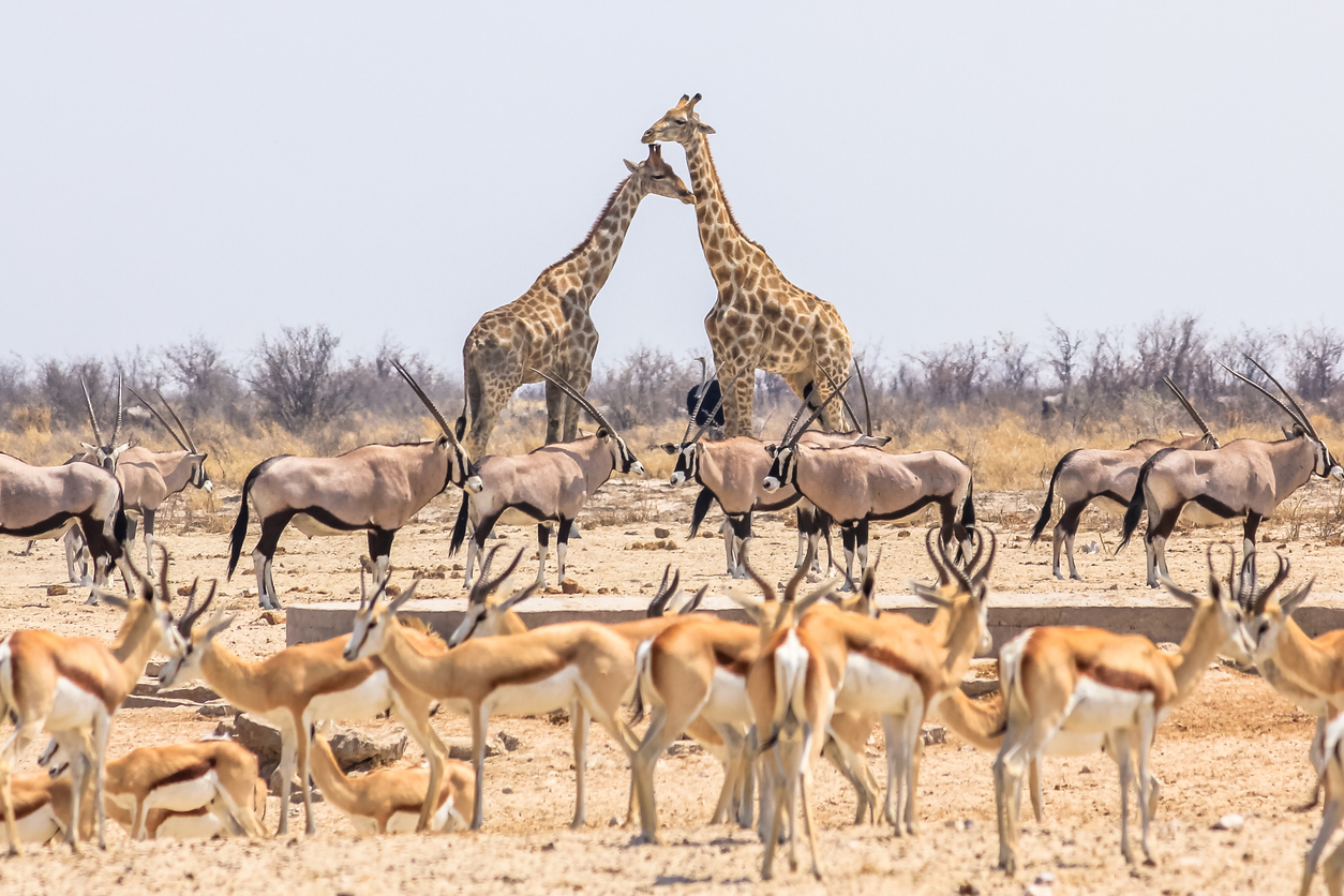 Εθνικό Πάρκο Ετόσα