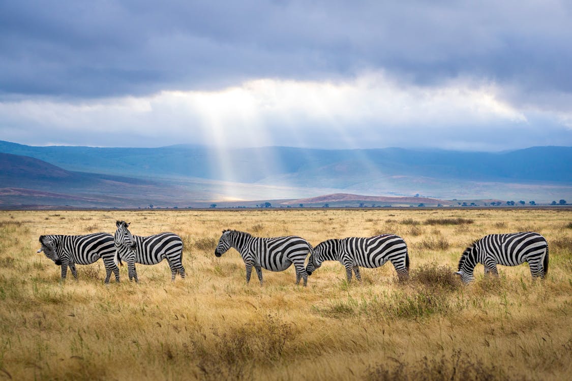 Safari