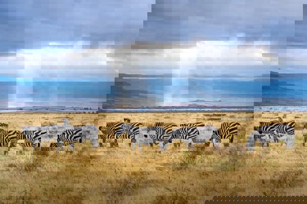 Safari