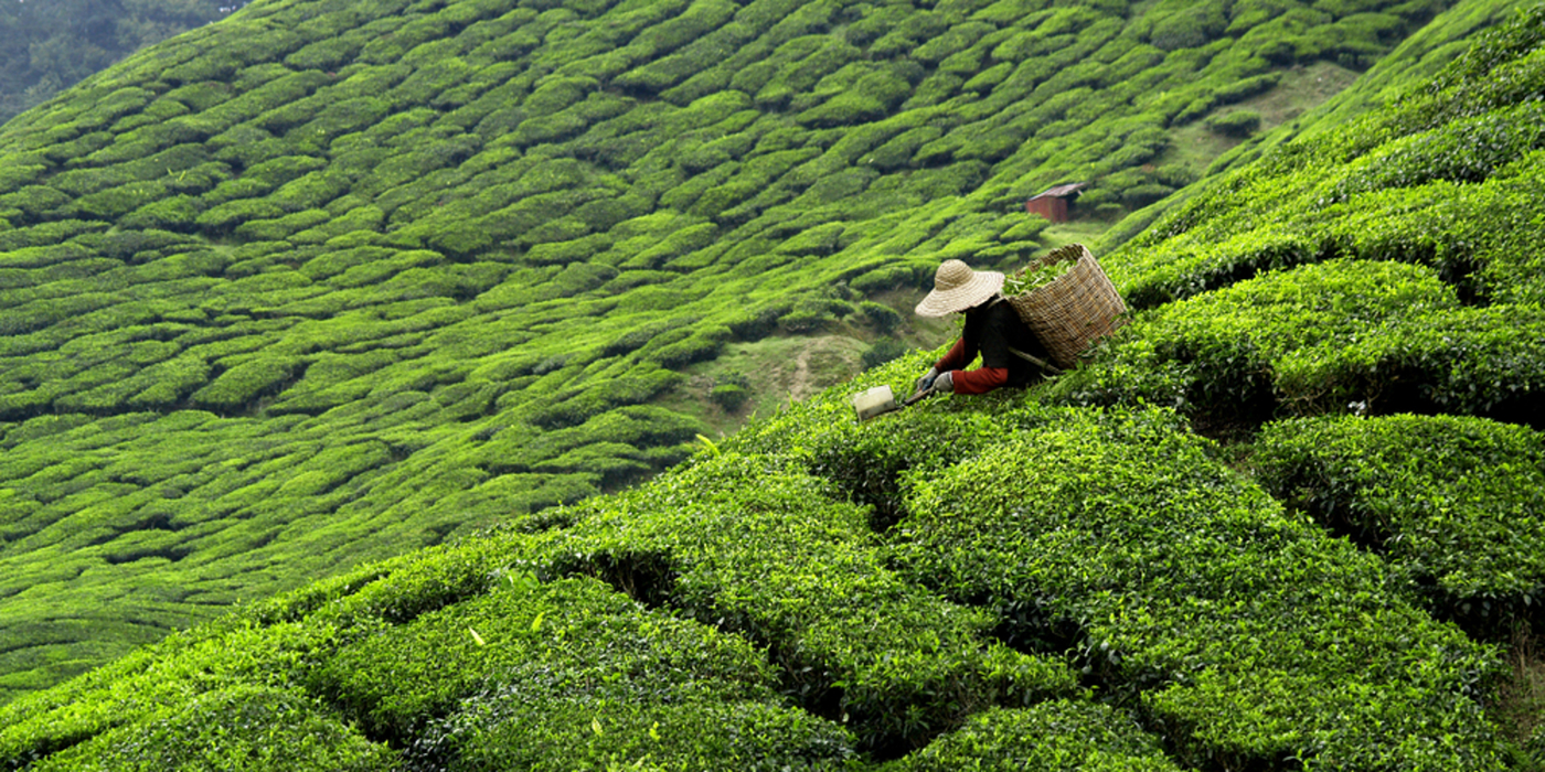 Cameron Highlands