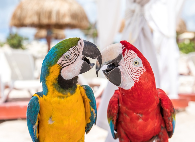 Άφιξη σε Αθήνα/Θεσσαλονίκη/ Λάρνακα