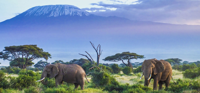 Σαφάρι, Κένυα 