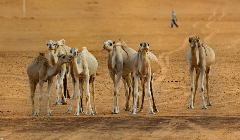 Θα δούμε τη μεγαλύτερη αγορά καμηλών 