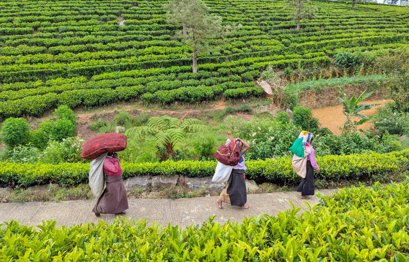 ΚΑΝΤΥ – ΚΑΤΑΡΡΑΚΤΕΣ ΡΑΜΠΟΝΤΑ – ΝΟΥΒΑΡΑ ΕΛΙΓΙΑ