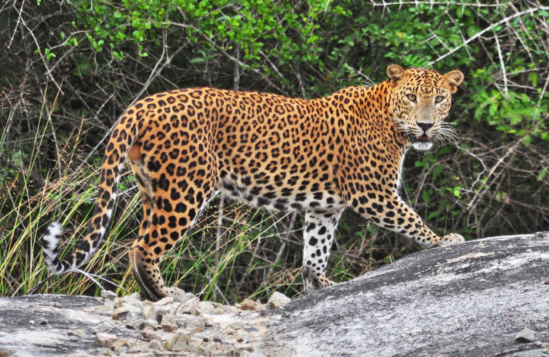 ΤΙΣΣΑΜΑΧΑΡΑΜΑ – ΣΑΦΑΡΙ ΣΤΟ ΕΘΝΙΚΟ ΠΑΡΚΟ ΓΙΑΛΑ – ΜΙΡΙΣΣΑ – ΜΠΕΡΟΥΒΕΛΑ