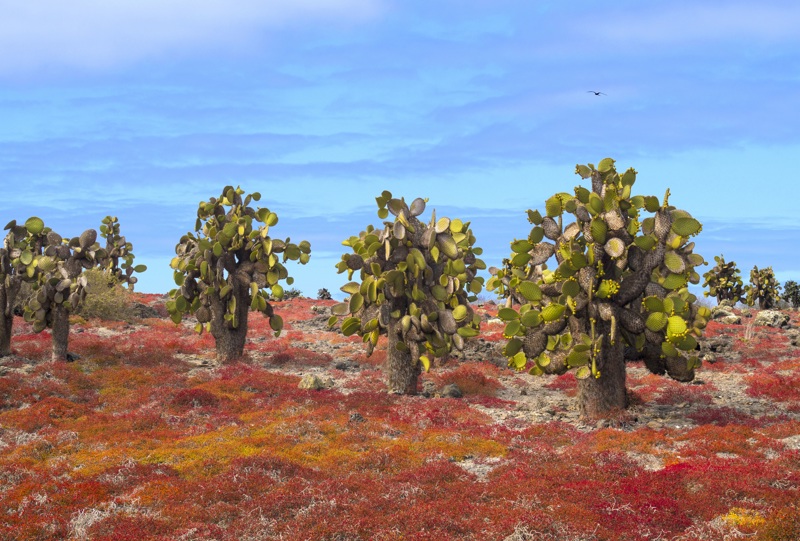 Νησιά Γκαλαπάγκος, Εκουαδόρ