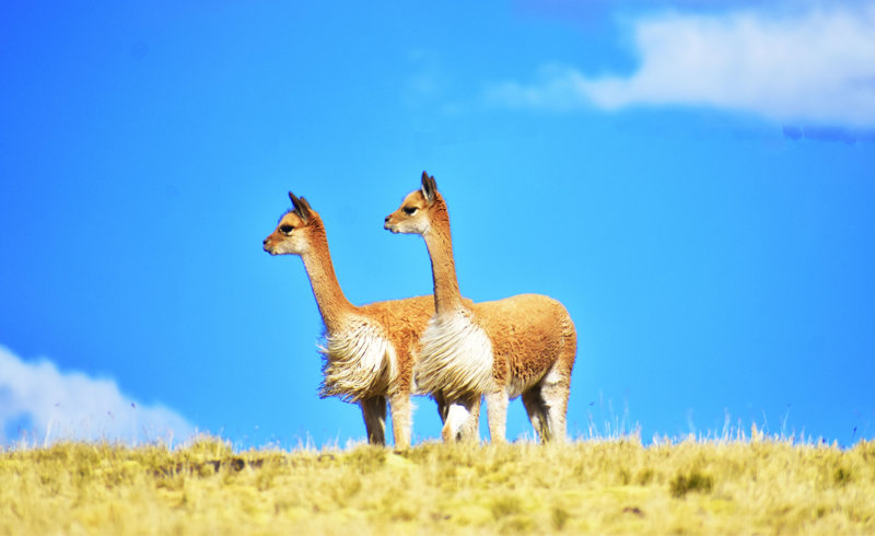 Βικούνας στην περιοχή του Βιγιαμάρ, Βολιβία