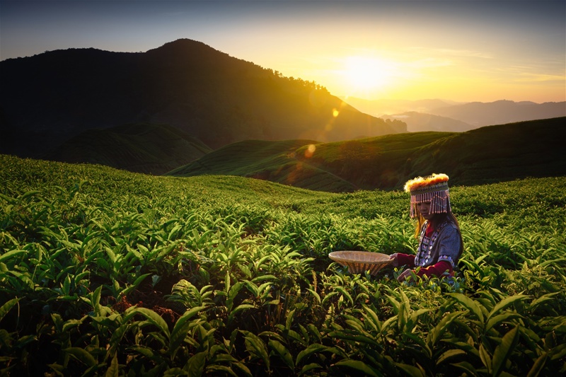 Φυτείες τσαγιού στα highlands της Μαλαισίας