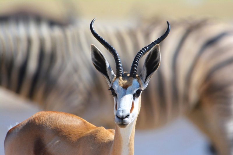 ΑΝΤΙΣ ΑΜΠΕΜΠΑ – πτήση επιστροφής