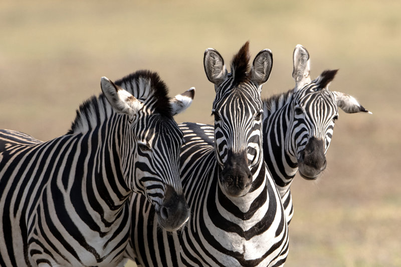 Δέλτα του Οκαβάνγκο, Μποτσουάνα 