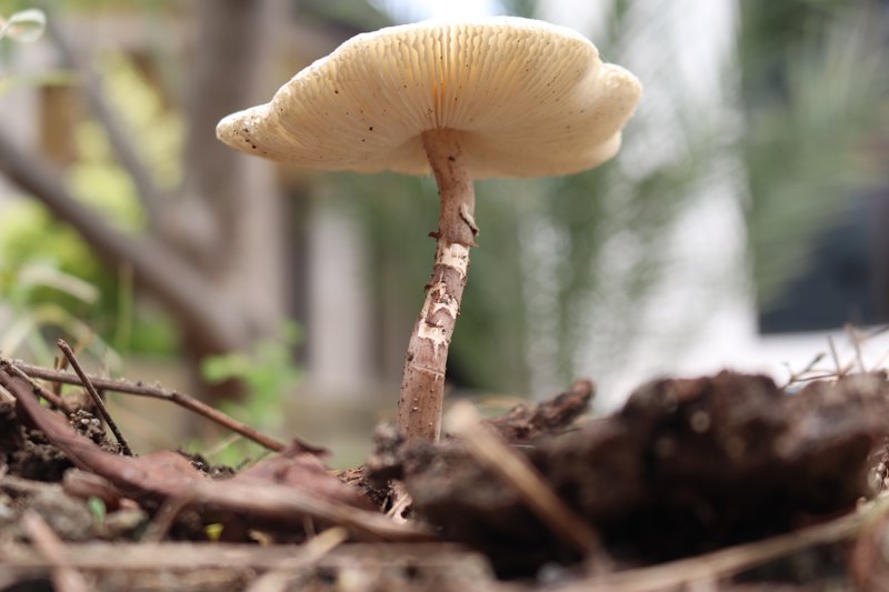 Συγκομιδή μανιταριών στο δάσος