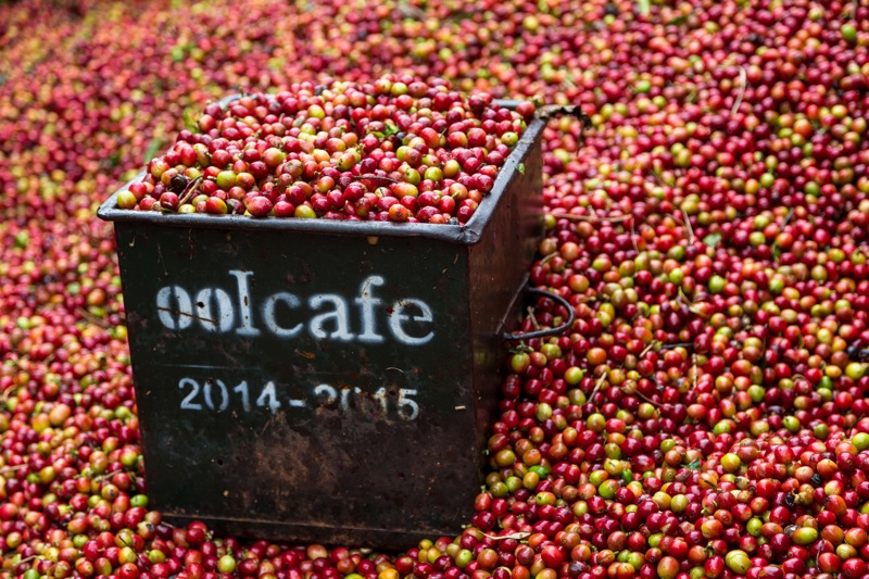 Κάνουμε επίσκεψη σε φυτεία καφέ