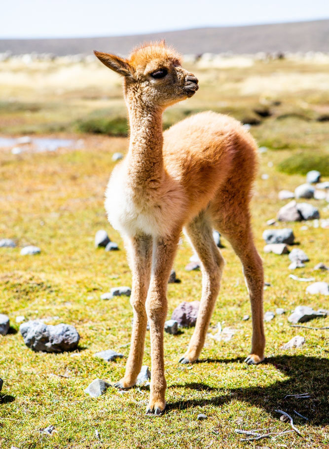 Δείτε τις αξιαγάπητες βικούνιες