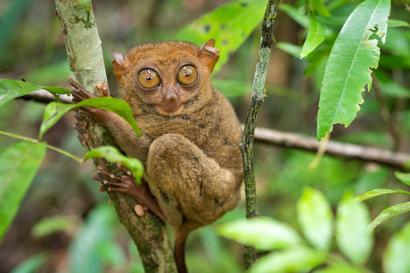 Philippine Tarsier, ένας πίθηκος όσος η παλάμη μας!  