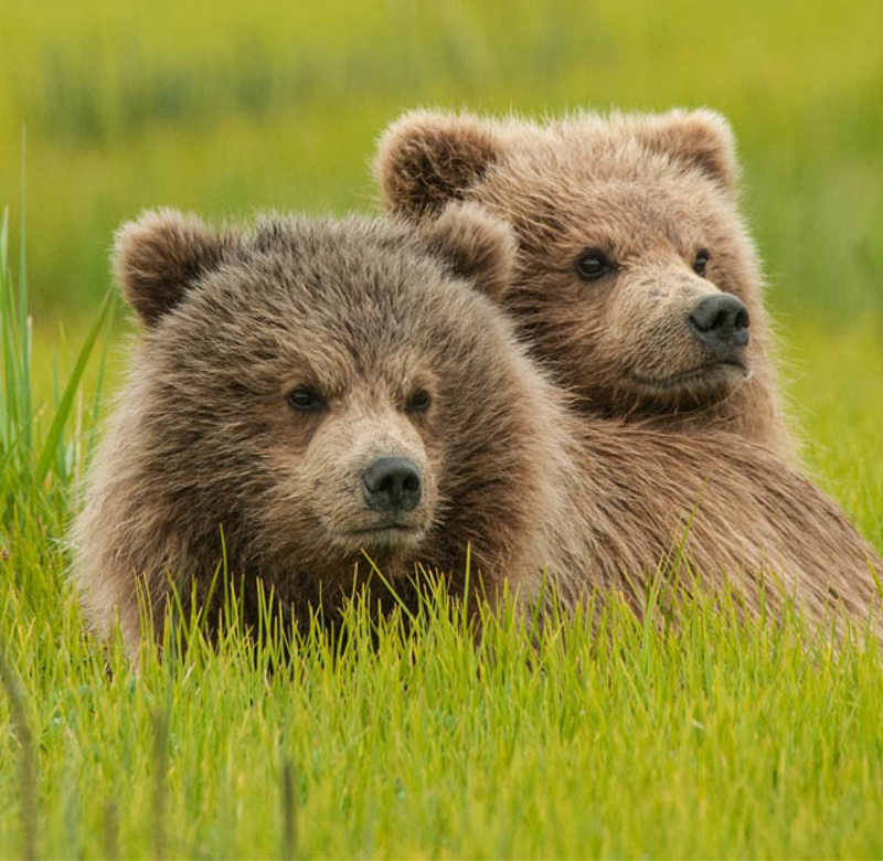 Birds Bear and Barnacles