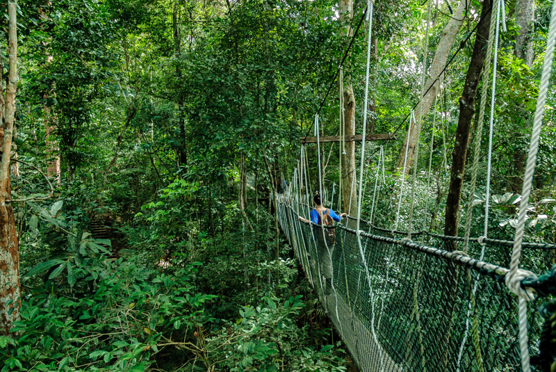 Περίπατο στη ζούγκλα Ταμάν Νεγκάρα