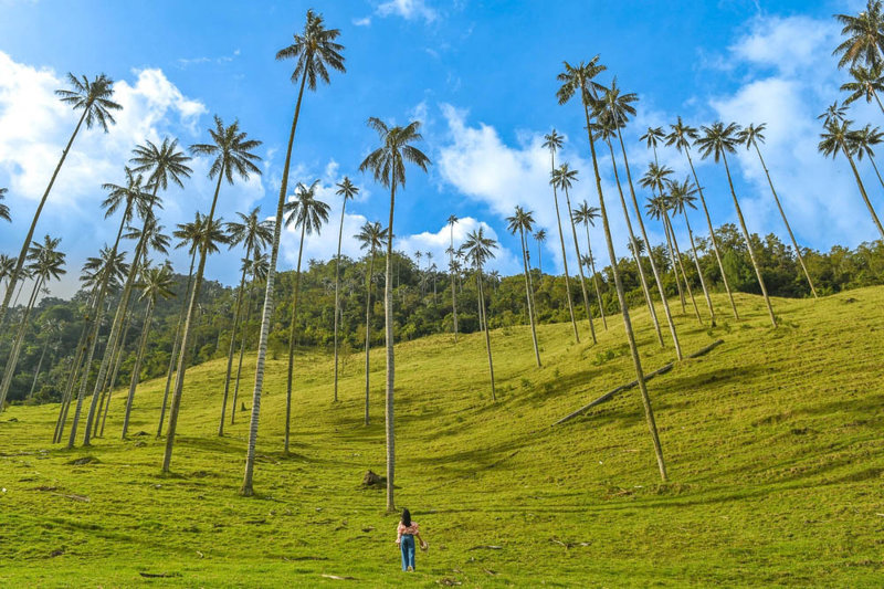 Σαλέντο – Πεζοπορία στην Κοιλάδα Cocora