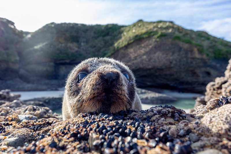 Θαλάσσιος ελέφαντας στο Νησί Εσπίριτου Σάντο