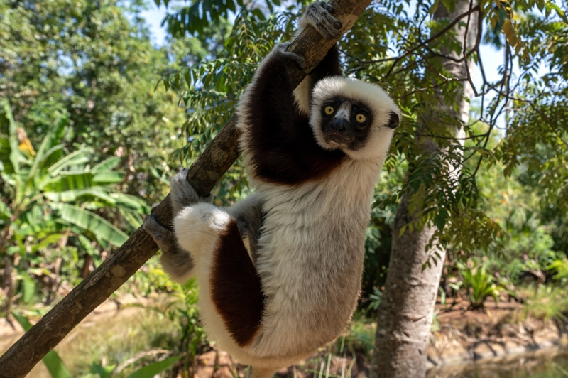 Μαδαγασκάρη – Ο δρόμος των φυλών 
