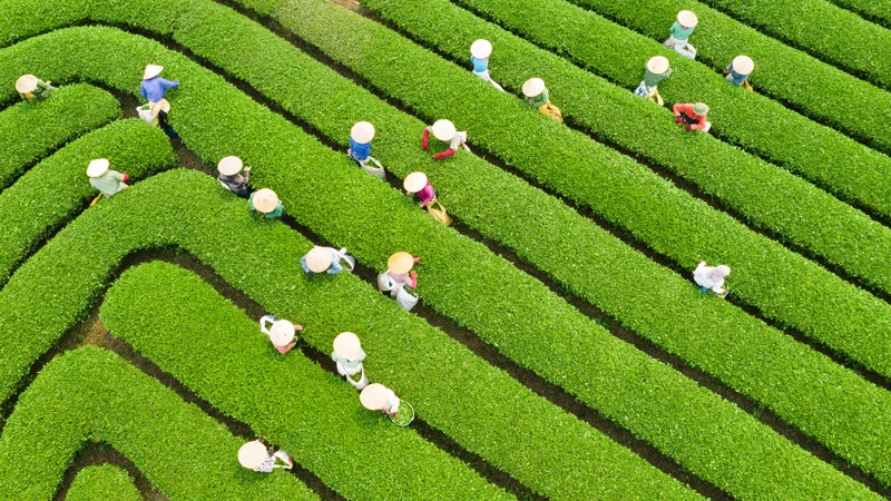 ΜΟΚ ΤΣΑΟΥ – ΓΥΑΛΙΝΗ ΓΕΦΥΡΑ ΜΠΑΚ ΛΟΝΓΚ – ΑΝΟΪ