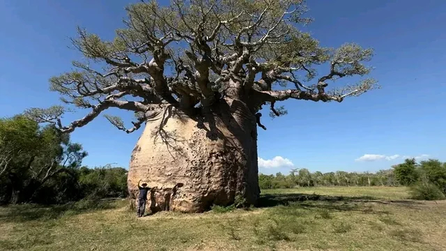 ΙΦΑΤΙ – ΡΑΝΟΧΙΡΑ