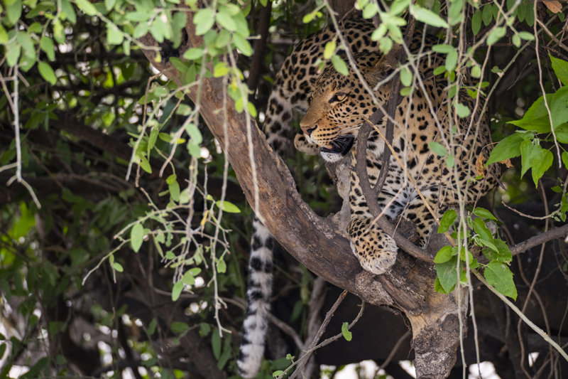 Δύο διανυκτερεύσεις στο Εθνικό Πάρκο Κρούγκερ 