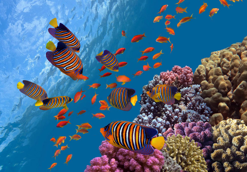 South Sea, Φίτζι