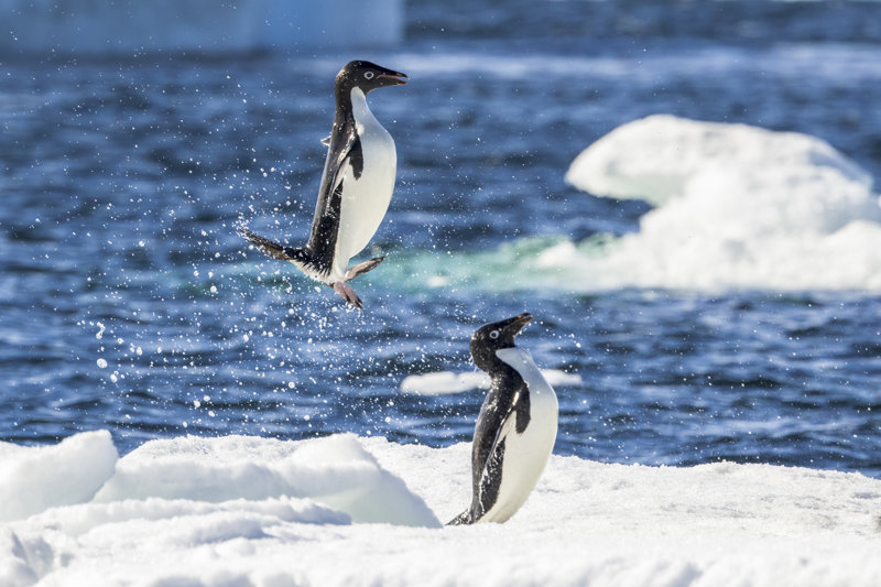 Βασιλικοί Πιγκουίνοι, Ανταρκτική