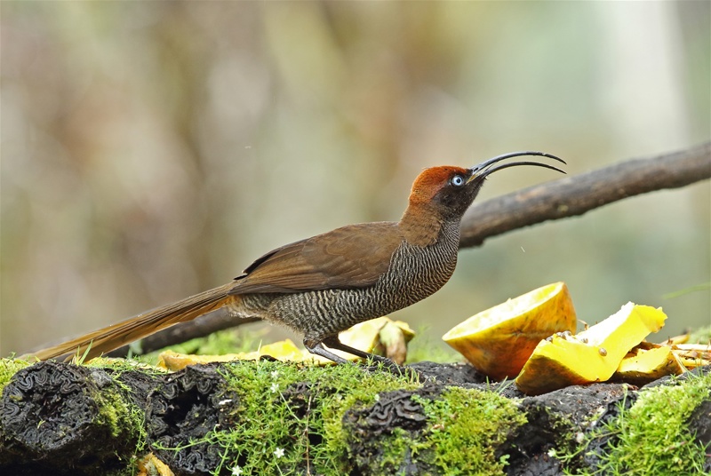 Πορτ Μόρεσμπι – πτήση για Μάουντ Χάγκεν