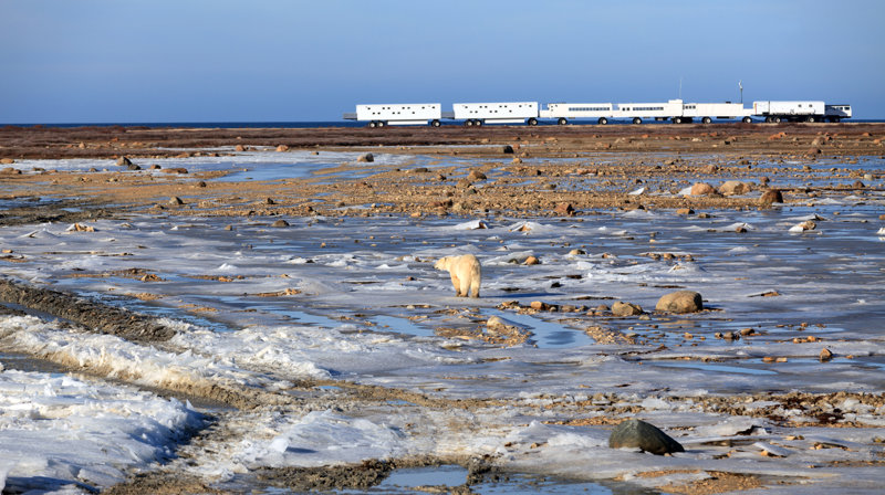 ΤΣΩΡΤΣΙΛ – TUNDRA BUGGY LODGE