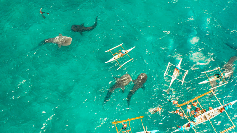 Οι εντυπωσιακοί φαλαινοκαρχαρίες